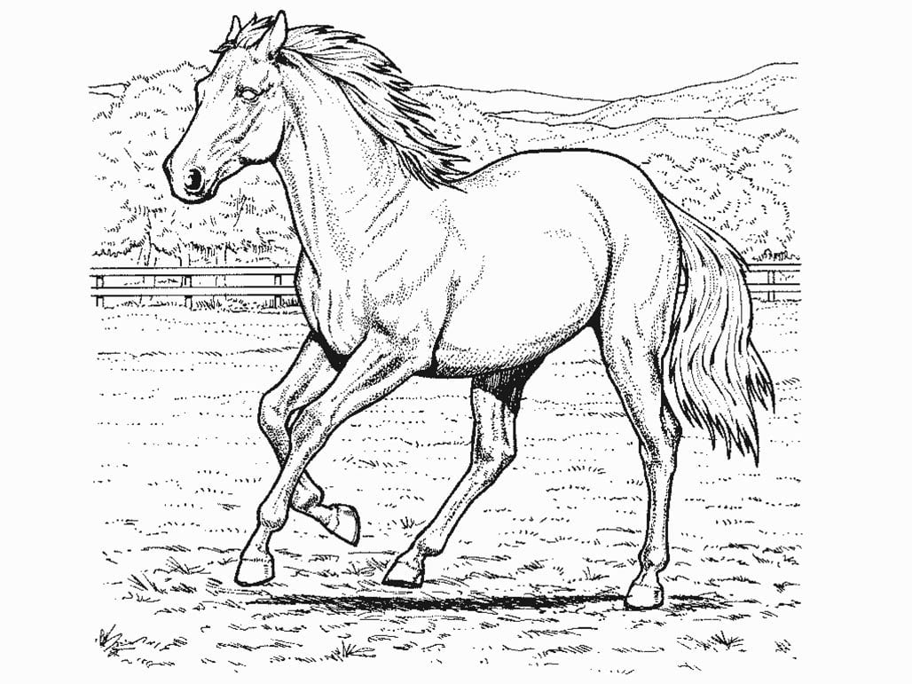Desenhos Para Colorir  Cavalos