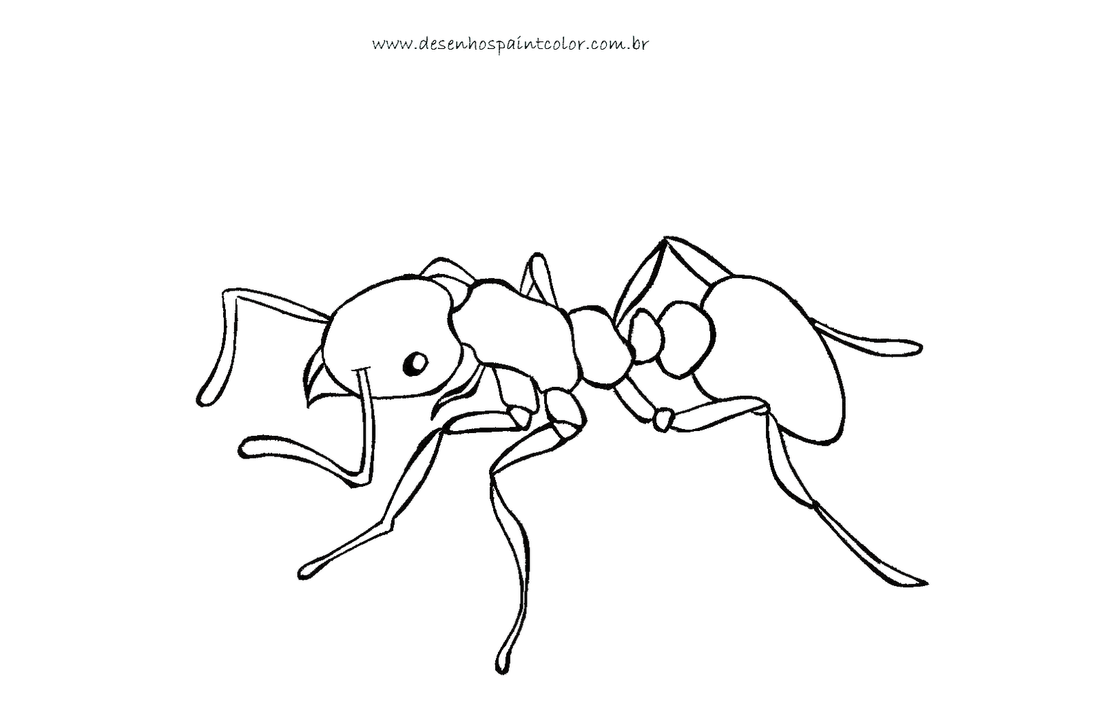 Desenhos Para Pintar De Formigas Desenhos Para Colorir De Formigas