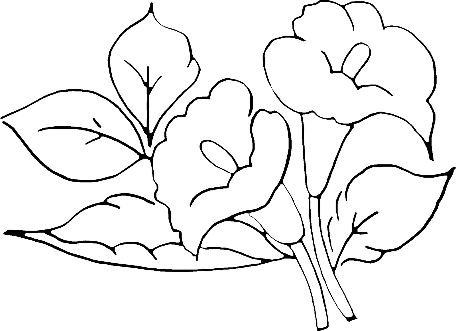 Desenho De Flores Para Pintar