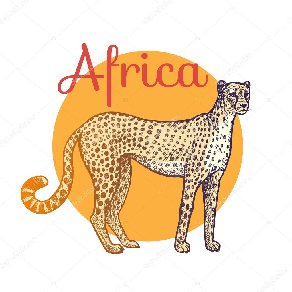 Animais Da Africa Guepardo â Vetores De Stock Â© Sasha