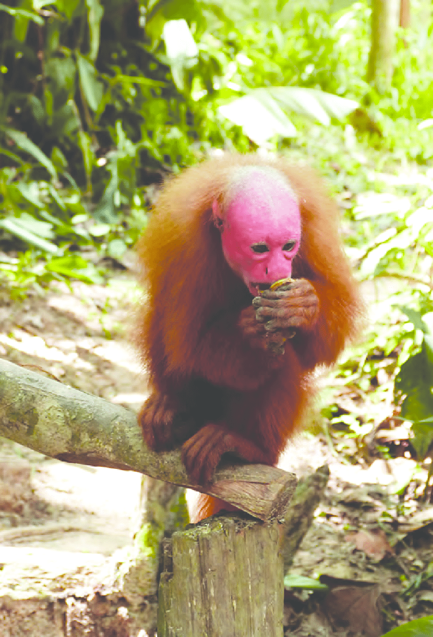 Los Primates De Bolivia (pdf Download Available)