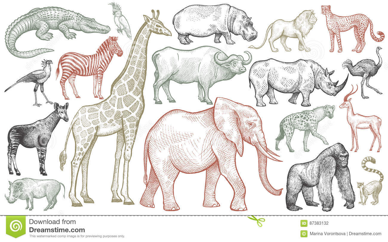 Gravura De Animais Africanos IlustraÃ§Ã£o Do Vetor