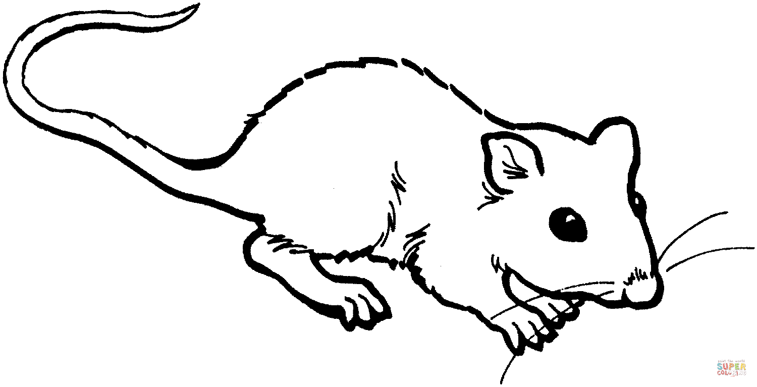 Desenho De Rato Cheirando Para Colorir