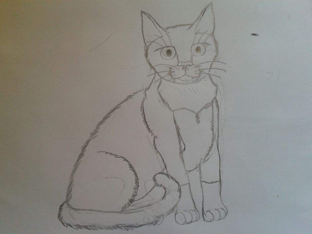 Como Desenhar Um Gato ( Retrato De Minha Gatinha )