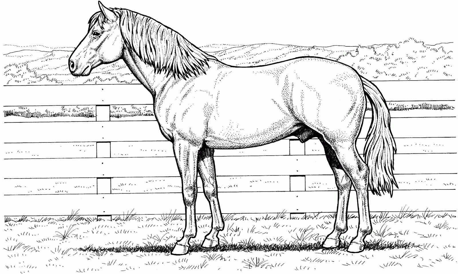 Desenho De Cavalo Para Colorir E Imprimir