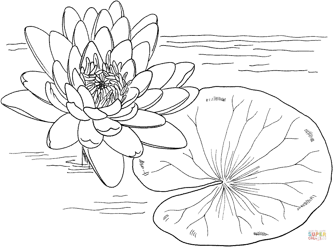 Desenho De Nymphaea Mexicana Ou VitÃ³ria