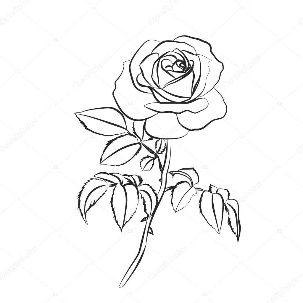 Desenho De Rosa Em Fundo Branco â Vetores De Stock Â© Likka  100185118