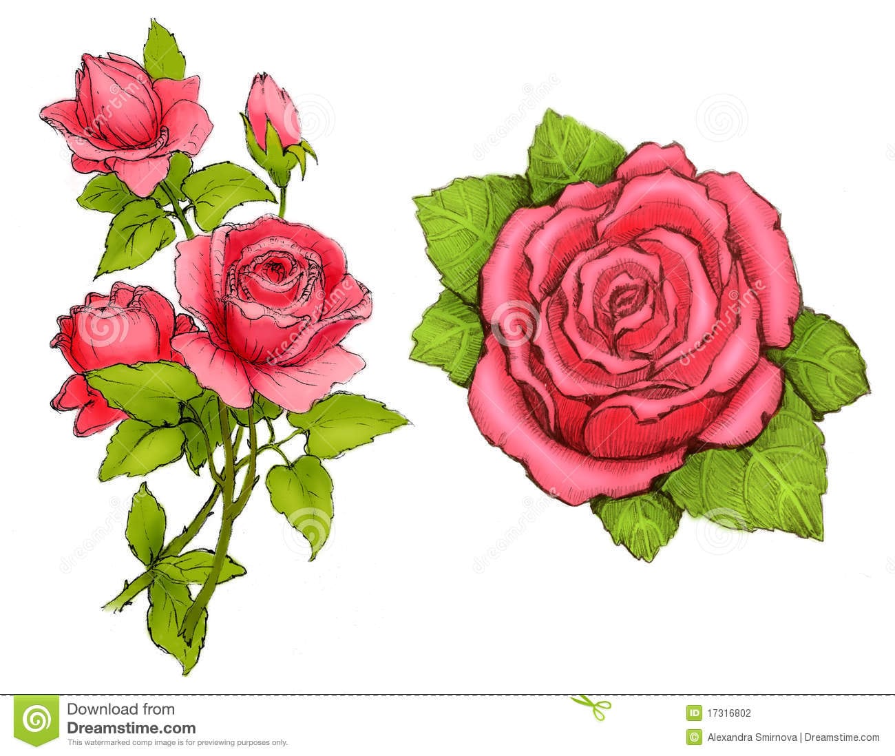Desenhos De Rosas Cor