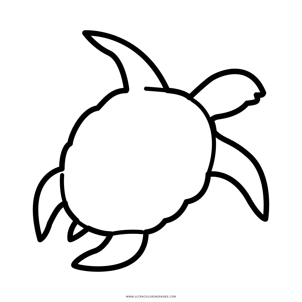 Tartaruga Desenho Para Colorir