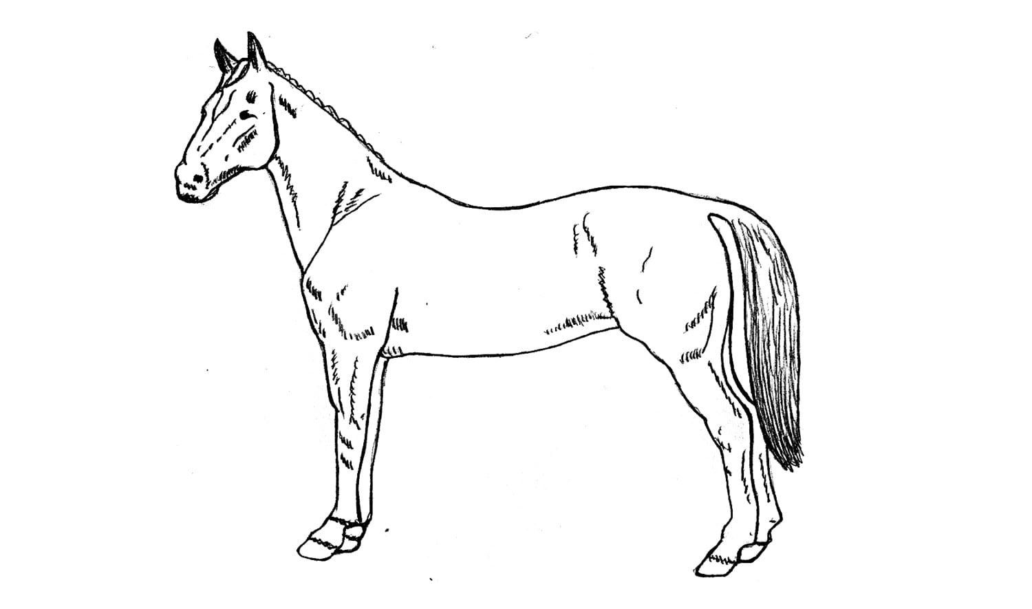 Como Desenhar Um Cavalo (animais)
