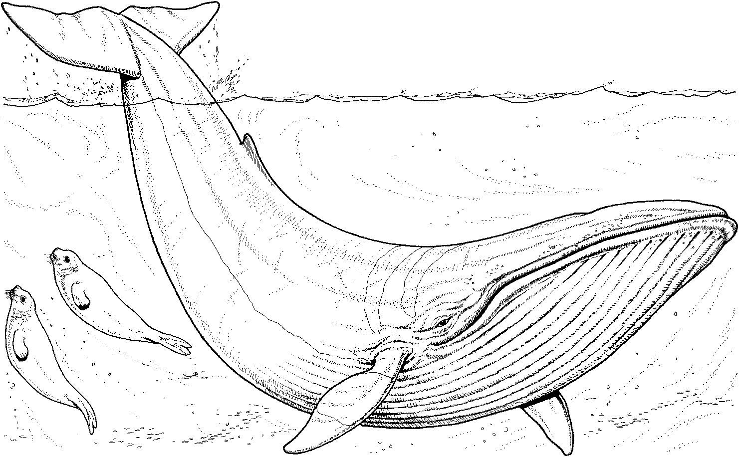 Desenhos De Baleias Para Imprimir E Colorir