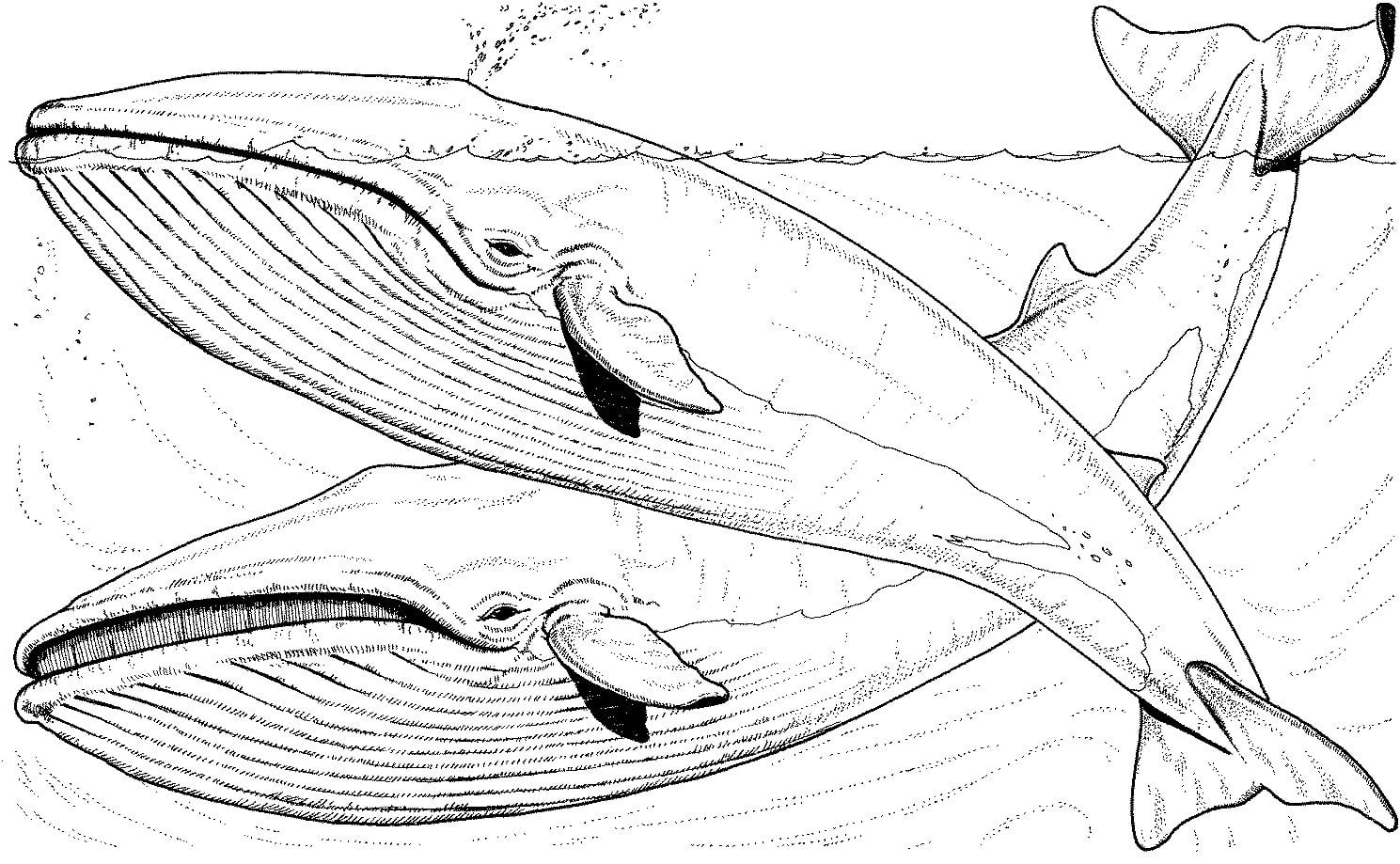 Como Desenhar Uma Baleia