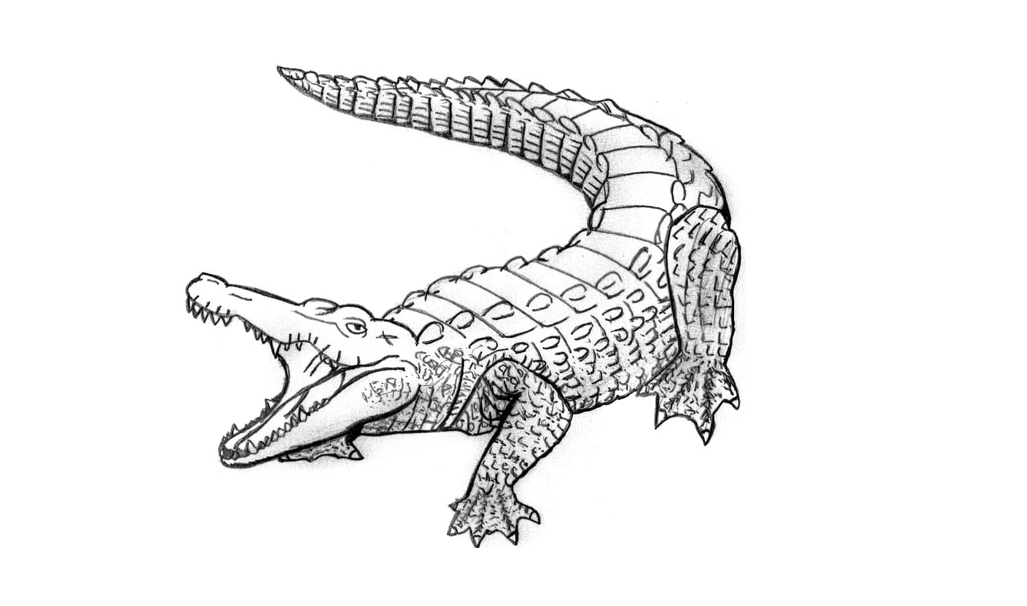 Como Desenhar Um JacarÃ© (crocodilo, Animais)