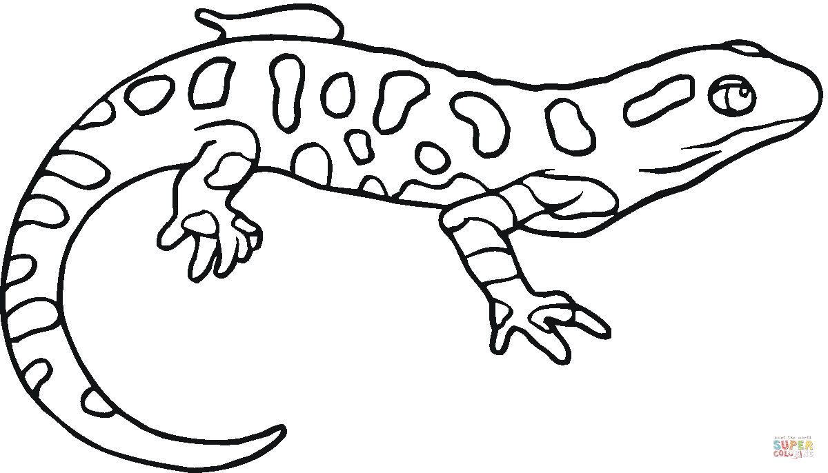 Desenho De Salamandra