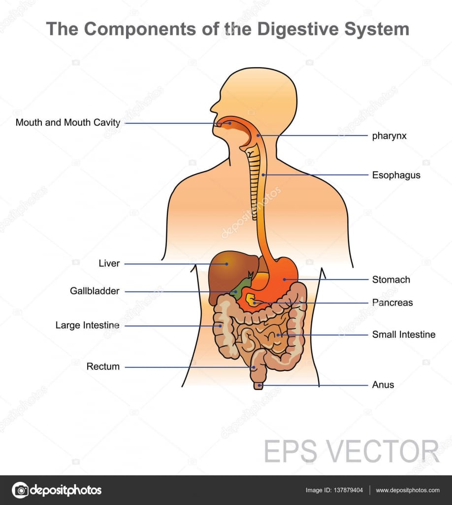 Sistema Digestivo Humano  Desenho Vetorial, IlustraÃ§Ã£o â Vetores