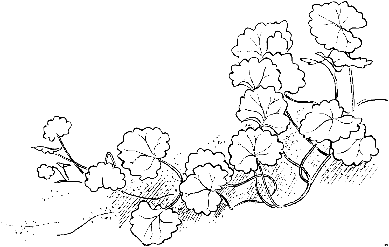 Desenhos De Flores Lindas