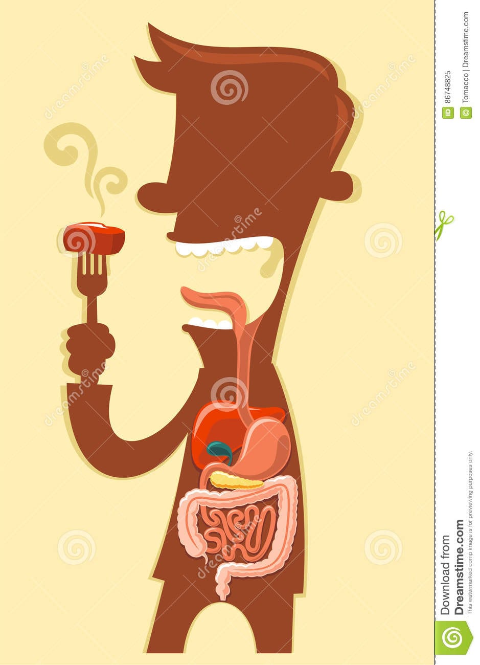 Sistema Digestivo Dos Desenhos Animados IlustraÃ§Ã£o Stock