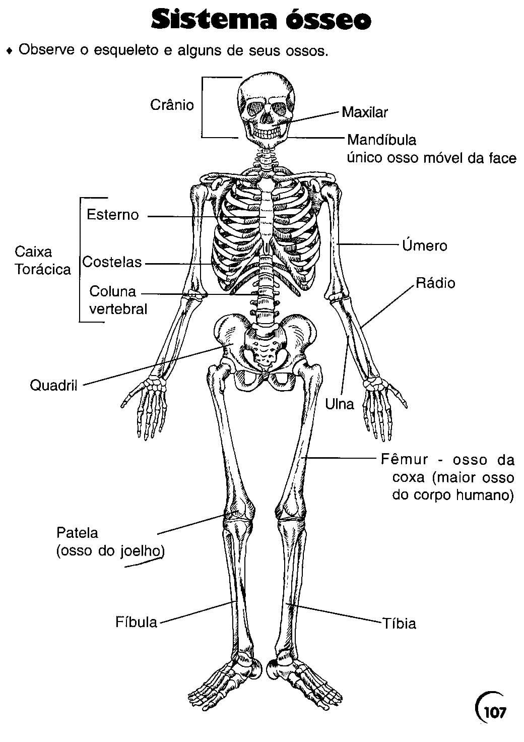 Desenhos Do Corpo Humano Para Imprimir