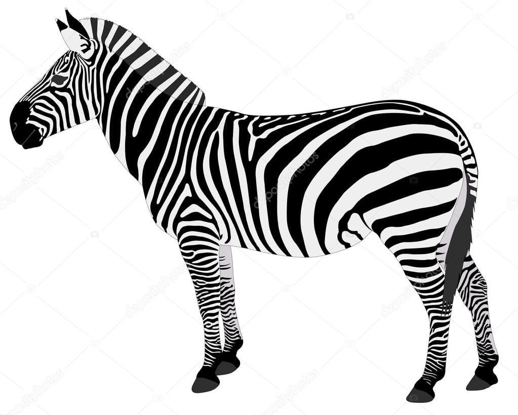 Detailed Illustration Of Zebra â Stock Vector Â© Bokica  56223911