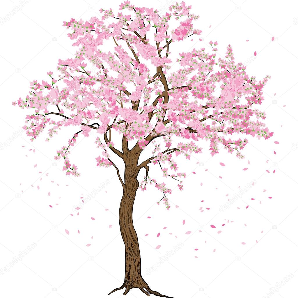 Isolado De Sakura Flor De Primavera Florescendo Ã¡rvore Com