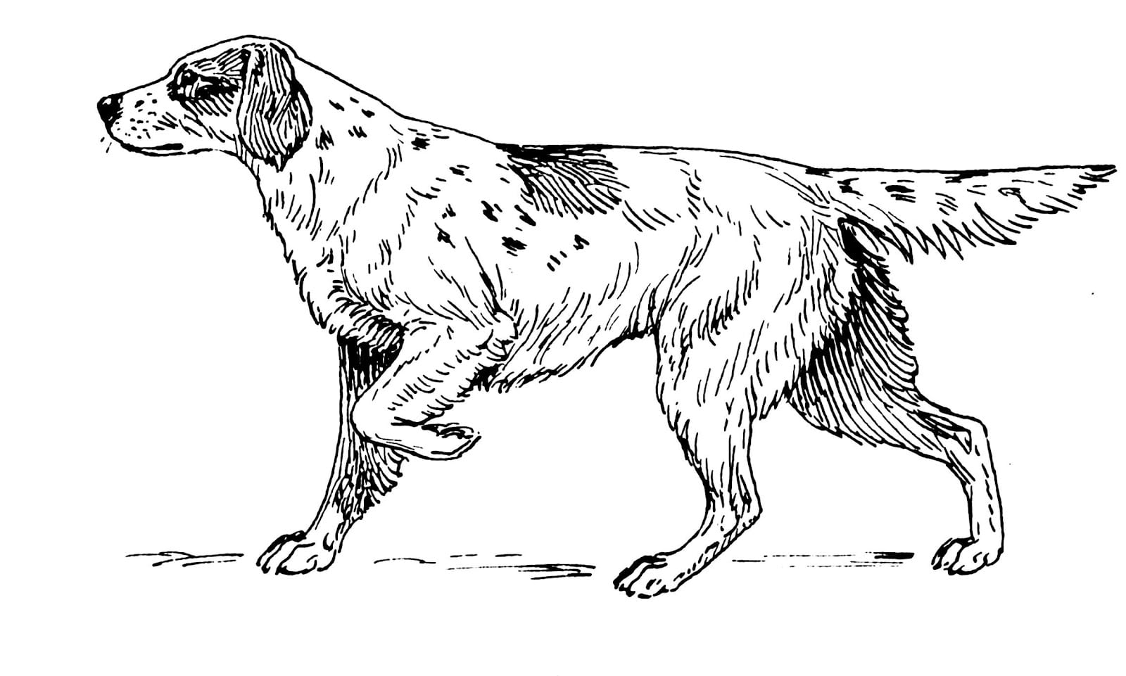 Desenhos Para Colorir  Cachorros, Cachorrinhos E CachorrÃµes