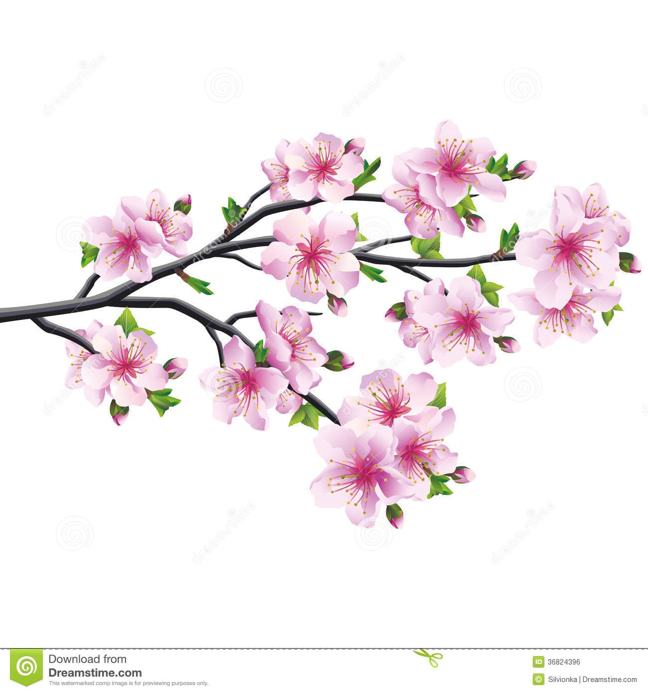 Flor De Cerejeira, Ã¡rvore Japonesa Sakura IlustraÃ§Ã£o Do Vetor