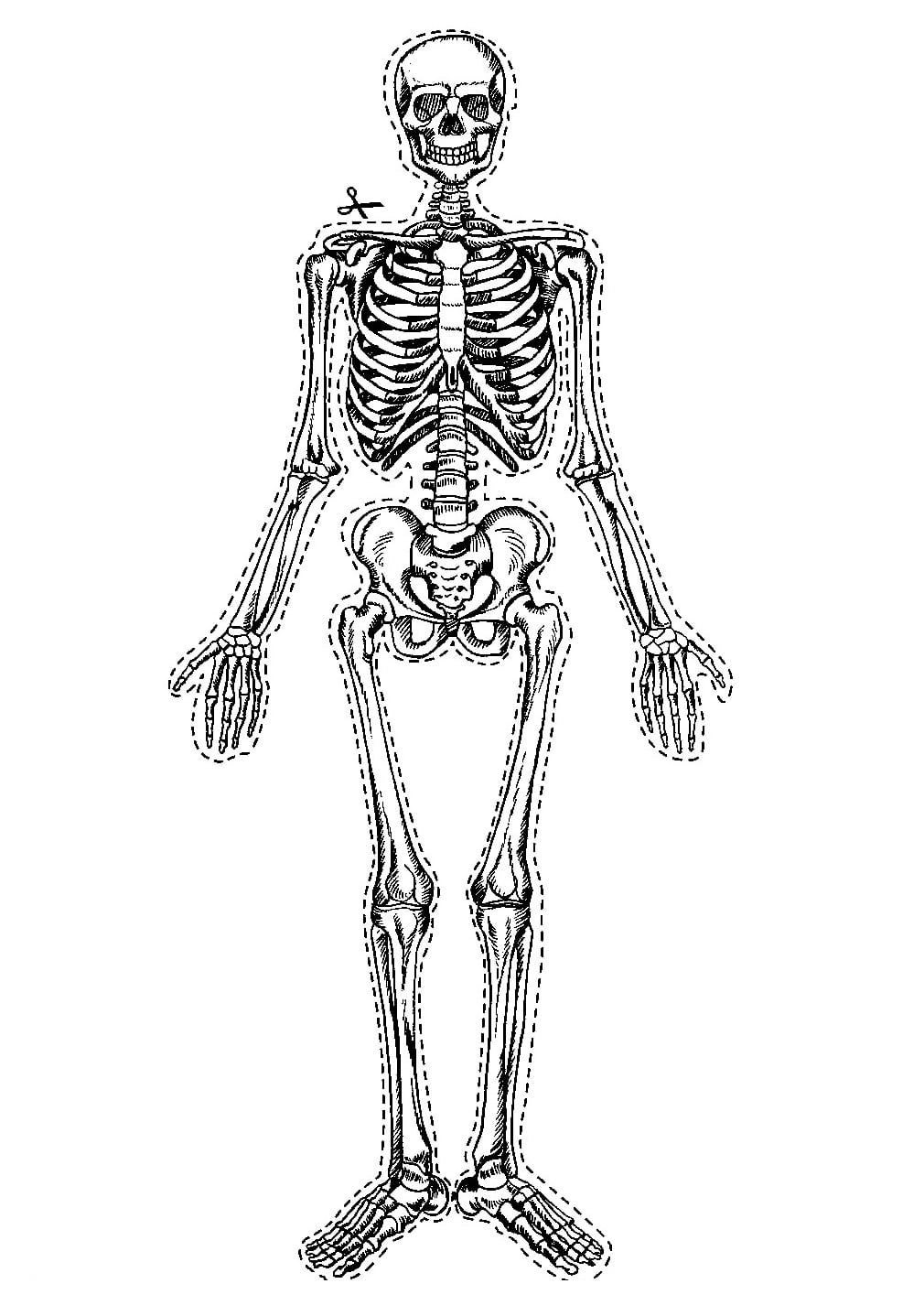 Desenho Do Corpo Humano Para Imprimir