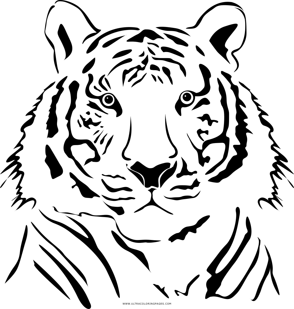 Tigre Desenho Para Colorir