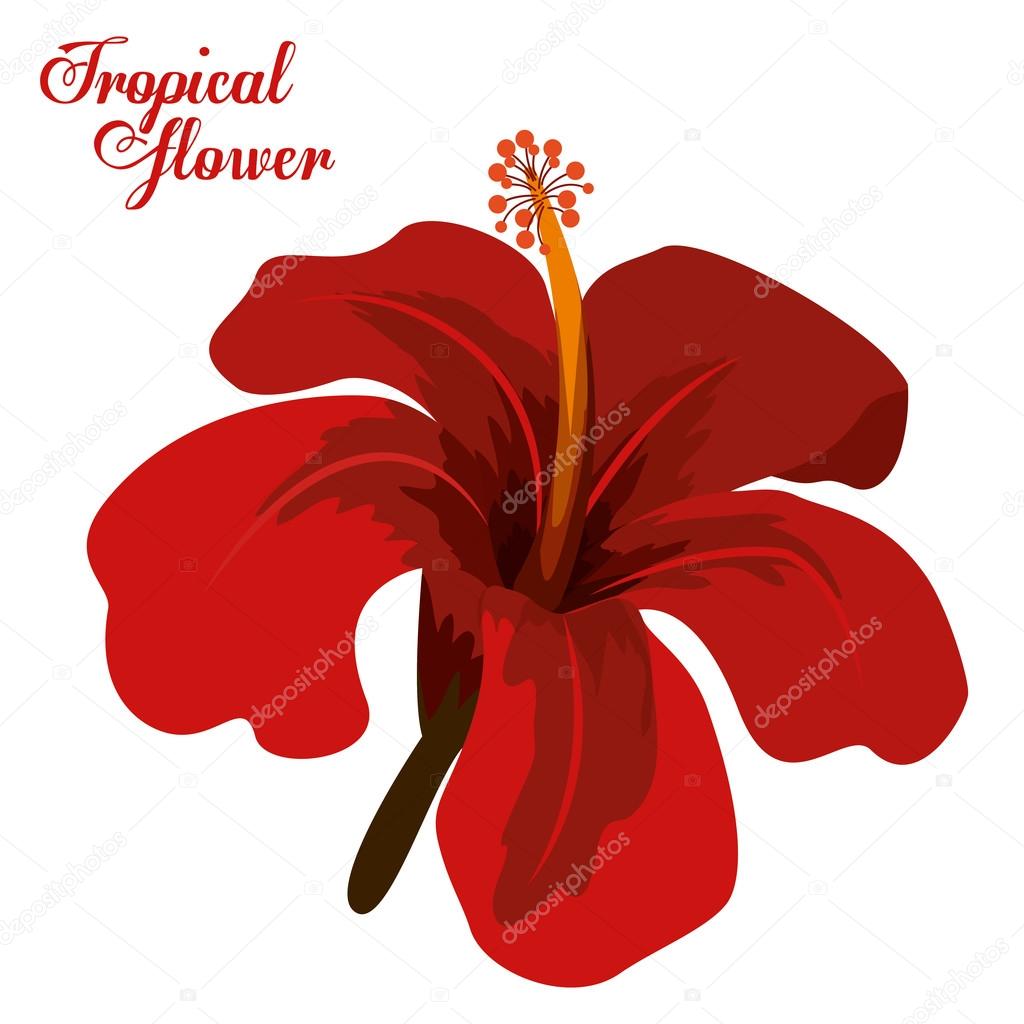 Desenho De Flores Tropicais â Vetores De Stock Â© Grgroupstock