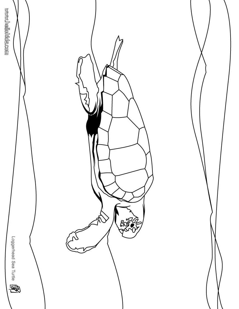 Desenhos Para Colorir De Desenho De Uma Tartaruga Gigante Para