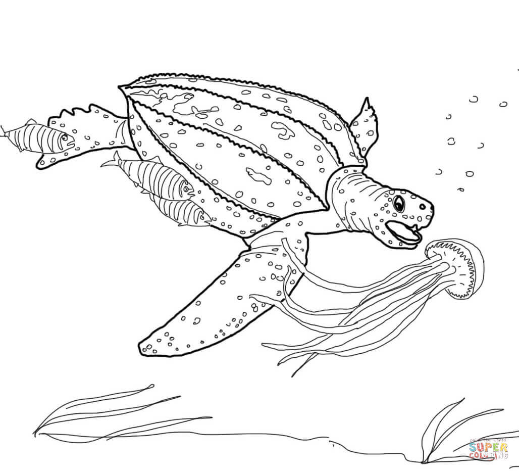 Desenho De Tartaruga