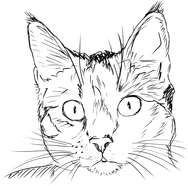 Como Desenhar Gato (para Iniciantes) â HerÃ³is No Papel