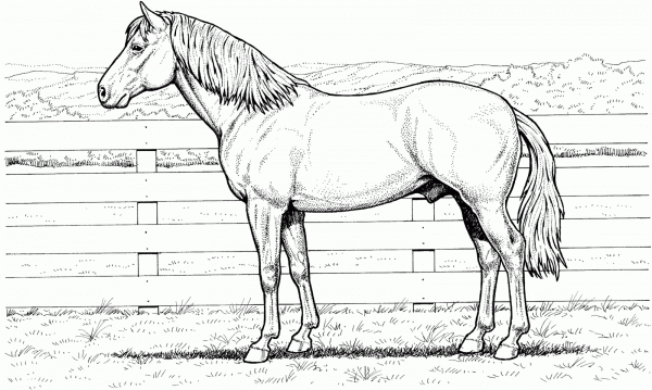 Desenhos De Colorir De Cavalos