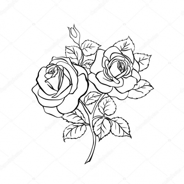 Desenho De Rosa Em Fundo Branco â Vetor De Stock Â© Likka  130438162