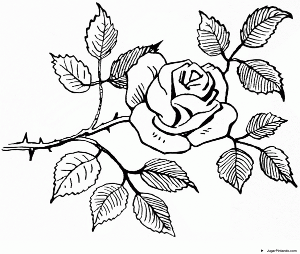 Dibujos De Rosas Para Colorear, Pintar E Imprimir â Dibujo