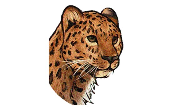 Como Desenhar Uma OnÃÂ§a Pintada (jaguar, Animais) â Matring Org