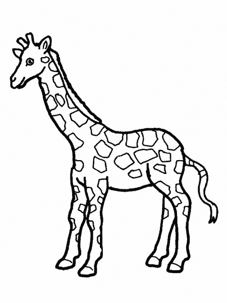Desenhos De Girafas Para Imprimir E Colorir