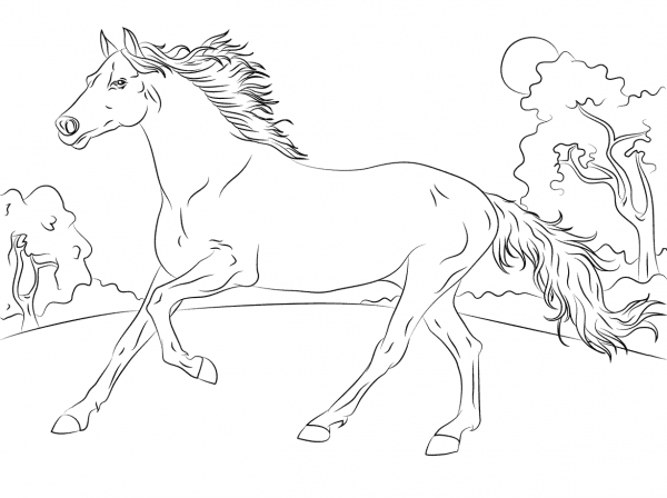 Desenhos De Cavalo Ãrabe Para Colorir E Imprimir