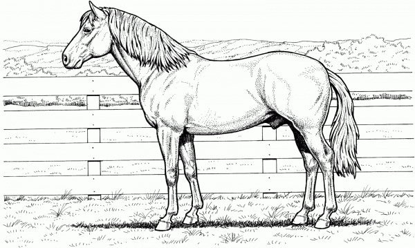 Desenhos Para Imprimir De Cavalos