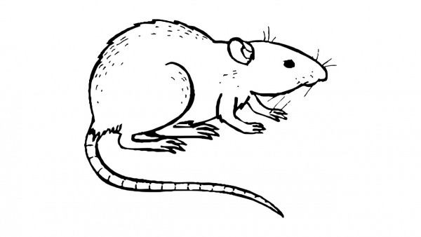 Como Desenhar Um Rato (animais)