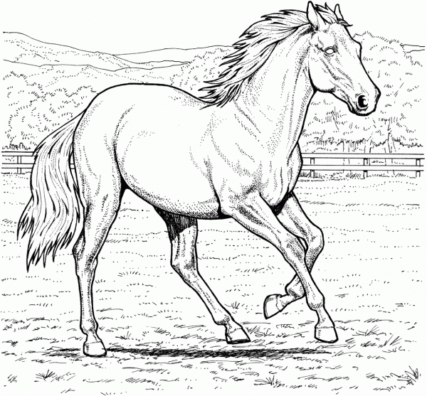 Desenhos Para Colorir E Imprimir De Cavalos
