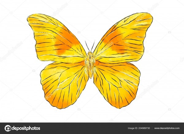 Linda Borboleta Amarela Isolada Fundo Branco IlustraÃ§Ã£o Desenho