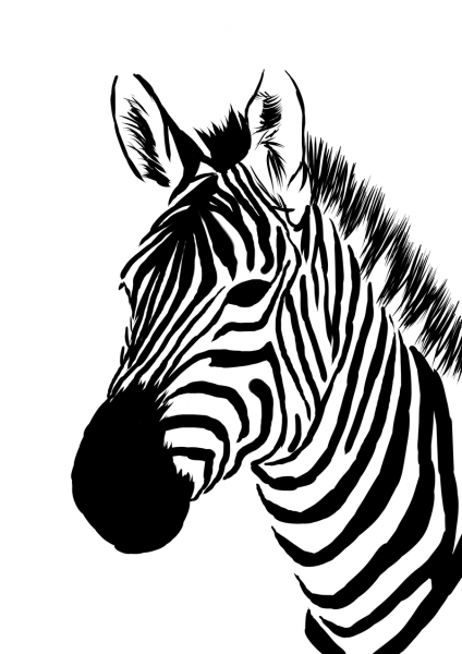 Zebra Face Pictures