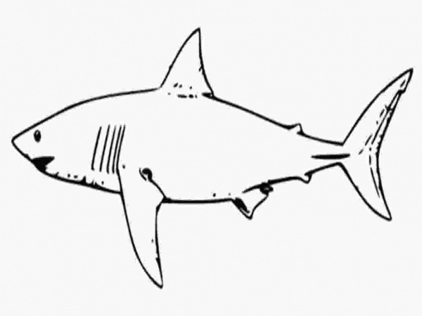 Shark Color Pages Free Printable Shark Coloring Pages For Kids