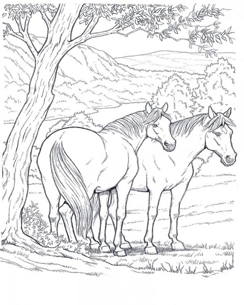 Horses_4 Adult Coloring Pages