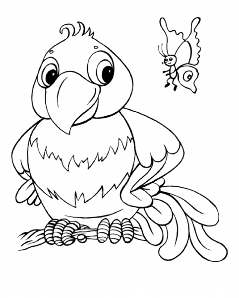 Desenhos De Papagaio E Borboleta Para Colorir E Imprimir